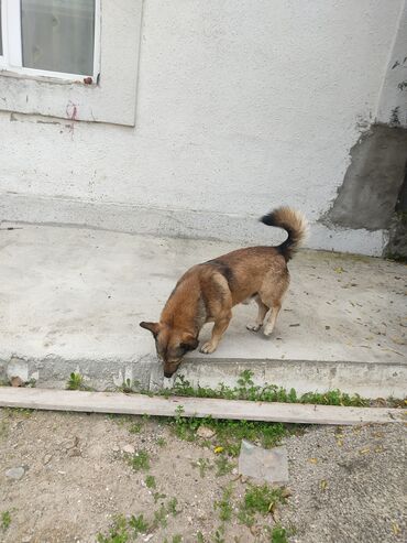 İtlər: Zvonok, 1 il, Erkek -da lalafo.az — 8 İtlər: Zvonok, 1 il, Erkek — 8