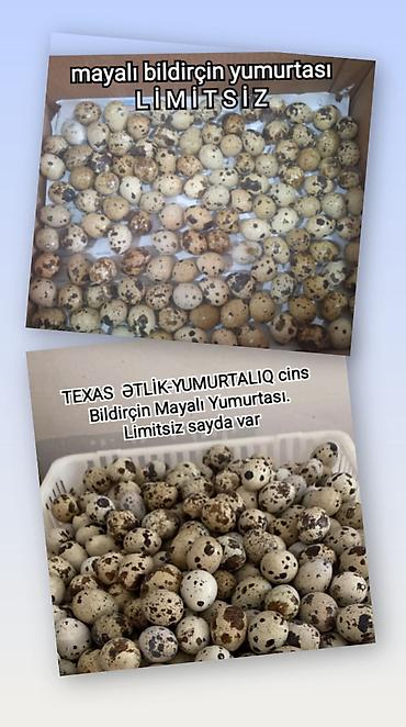 Quşlar: Bildriçin yumurtası. Sən hələ bildirçin yumurtalarına baxıb “Bu — 3