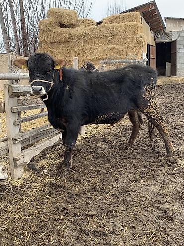 Коровы, быки: Продаю | Бык (самец), Музоо, торпок | Ангус, Абердин-ангус | На откорм, На забой — 7