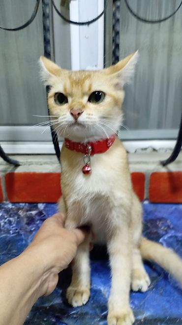 Şotland, Dişi, Yaxşı əllərə, Pulsuz çatdırılma