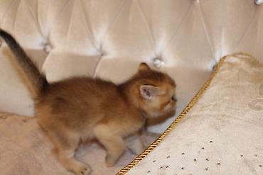 Pişiklər: Qızıl şinşilla, Erkək — 8