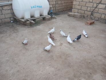 Fərqli rənglərdə olan göyərçinlər. Ağ, qəhvəyi, qara və qarışıq