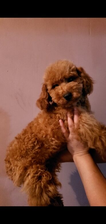 Собаки: Пудель миниатюра,6 месяцев, кобель красного окраса, привит, туалет