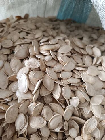 мыломойка бишкек оптом: Продаю семена тыква