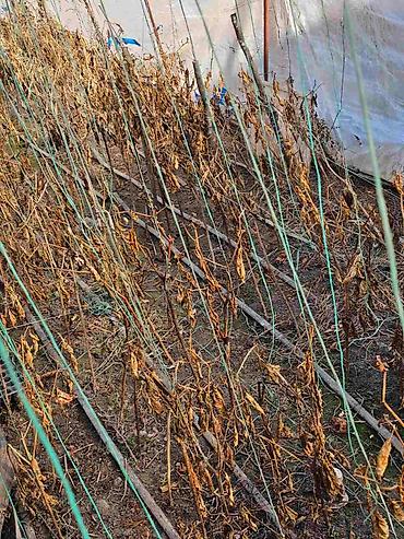 steperi za decu: Baštenski plastenik – konstrukcija sa folijom i sistemom za — 3