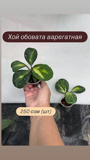 Хойи: Хойя Сильвер доллар от 200 сом Хойя доллар сплеш клон 2 -взрослое — 42