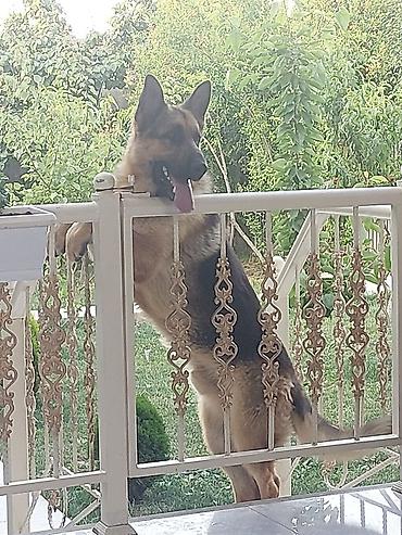 çoban kucuyu: Alman çoban iti, 3 il, Erkək — 1