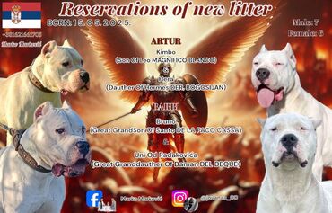 Psi: Dogo Argentino štenci Na prodaju štenci Dogo Argentino vrhunskog