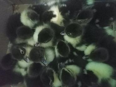 derzi quşu: Muscovy ördək balaları (indi çıxmış körpələr) - Cins: Muscovy (hind — 1
