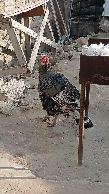 yem uyden: Məhsul: Hind quşları (cüt) Unvan:Zabrat2 - Növ: Evdə bəslənən hind — 3