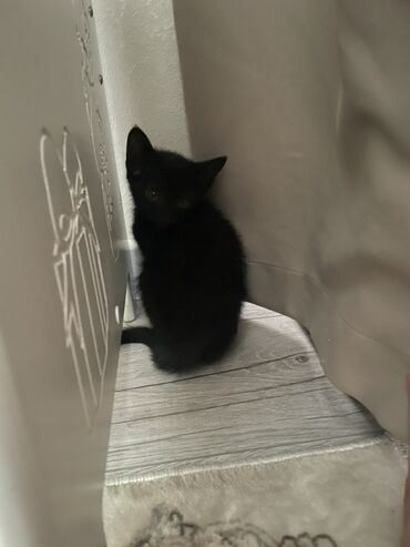 чёрная кошка: Черный котенок, короткошёрстный. Миниатюрный, с изящной мордочкой и