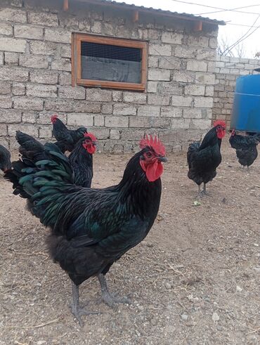 Xoruzlar: Məhsul: Ev şəraitində saxlanılan uzun quyruğ Alman sortu olan astralop — 11