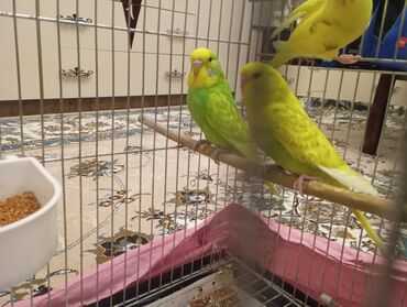 Tutuquşları: Çex tutuquşu balaları satılır 2 aylıqdırlar 3-ü birlikdə 56 manat — 4