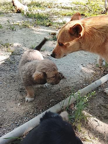 iti: Zvonok, 1 ay, Erkək, Ünvandan götürmə — 3