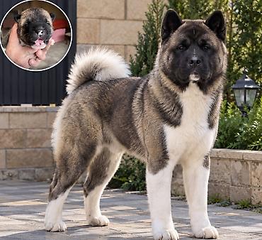 american akita: Akita Amerikan balaları boş boş nərahat etməyin — 1