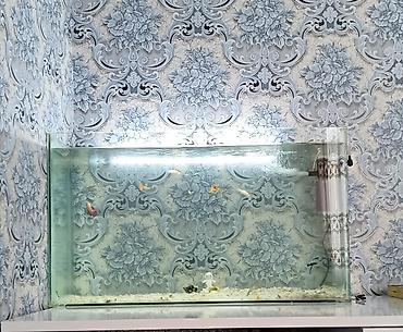 akvarium qızdırıcı: Salam akvarium satılır 70 23 40 65 litr +11molly iri qarnı dolu ++6 — 1
