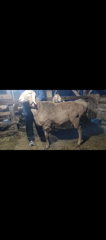 Бараны, овцы: Продаю | Баран (самец) | Арашан | Для разведения | Осеменитель — 9