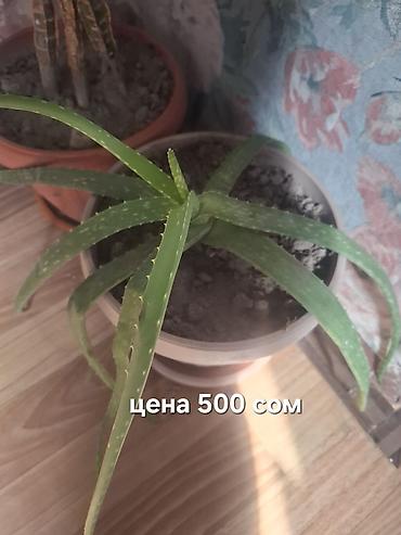 Другие комнатные растения: Продаю Много Комнатных Расстений — 2