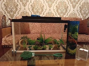 akvarium matoru: Dördbucaq akvarium, Boş, 30 l, Ödənişli çatdırılma — 1