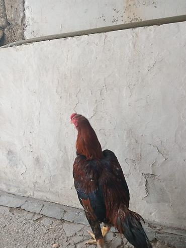 heyvan bazarı tap az: Heyrati satilir sabab 2 danadi yeri yoxdu — 2