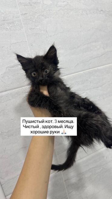 британская кошка: Пушистый котёнок, возраст 3 месяца. Окрас — чёрный дымчатый, длинная