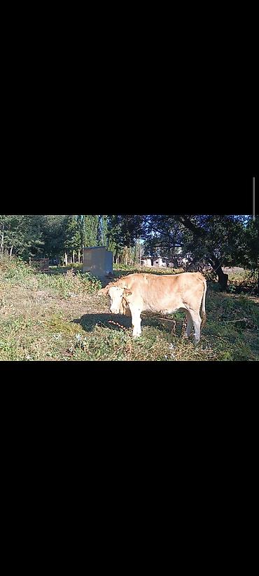 ат бишкек: Сатам | Уй (ургаачы), Кунаажын, Музоо | Алатоолук, Симментал | Бордоп семиртүү үчүн, Союуга, Көбөйтүү үчүн — 5
