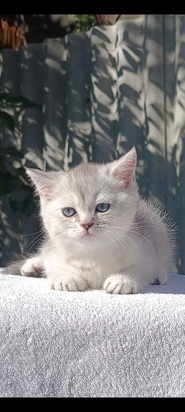 кошка шиншила: Скотиш Страйт (Шотландская прямоухая), 1 месяц, Мальчик, Золотая шиншилла, Приучена к лотку, Проглистована — 2