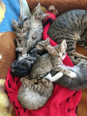 Pişiklər: Yaxşı əllərə — 13