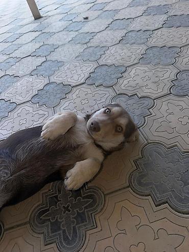husky dog: Щенок метис, компактного среднего размера очень энергичная и ласковая — 5