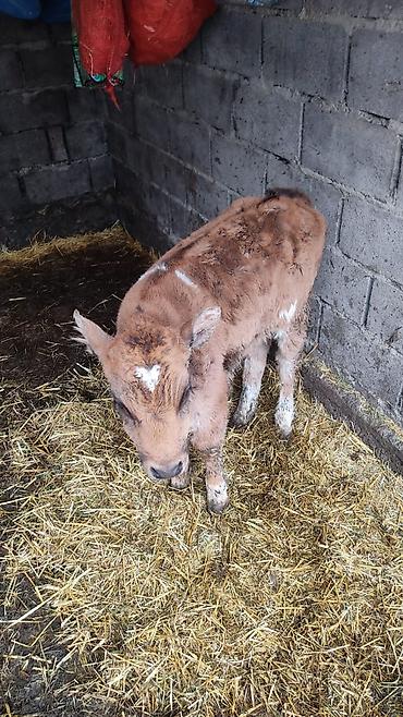 Коровы, быки: Продаю | Тёлка at lalafo.kg — 6 Коровы, быки: Продаю | Тёлка — 6