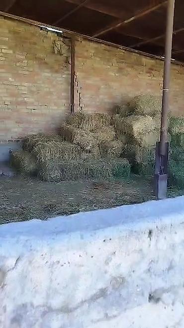 Продажа коттеджей и домов: Продаю дом+кошару в совхозе Ала-Тоо у подножия горы, есть условия для — 19