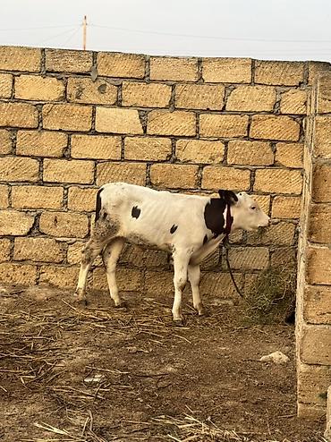 danlar: 2 aylıq erkək simmental dana satılır. Super heyvandır. Rəngi qara — 2
