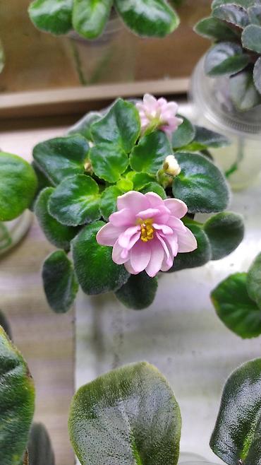 Фиалки и глоксинии: Продаются детки миниатюрных фиалок,крепкие,подрощенные.Сортов много — 11