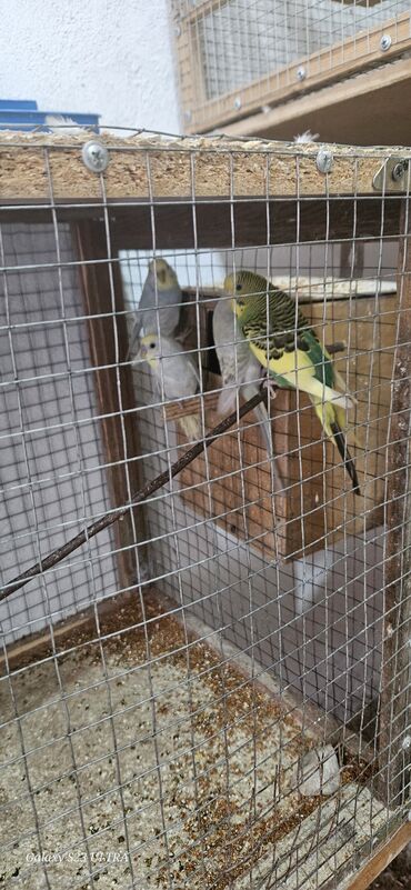 Tutuquşları: Papuqaylar satılır — 7