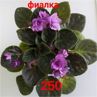 Комнатные растения: Продаю комнатные цветы в Токмоке. Желательно писать на Ватсап