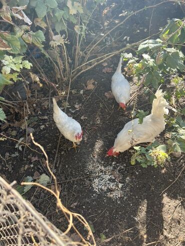 купить декоративных курей: Сатам | Тооктор | Леггорн | Жумуртка туудуруу үчүн
