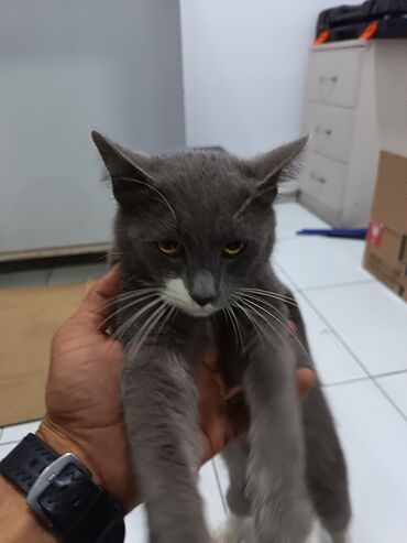 отдам котят в добрые руки: В добрые руки