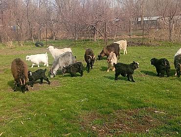 Козы, козлы: Продаю | Коза (самка), Козлёнок | Полукровка, Зааненская | На забой, Для разведения, Для молока | Племенные, Котные — 1