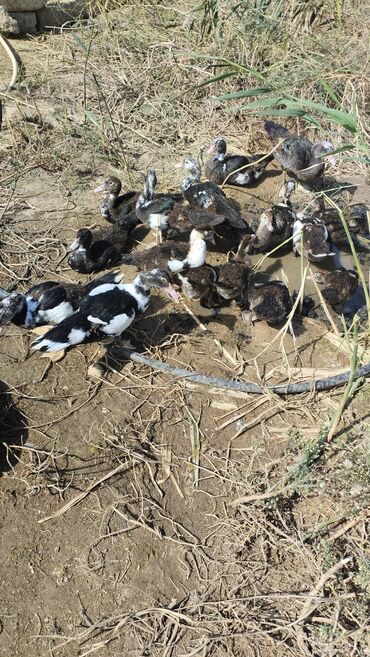 Inəklər, öküzlər: Muscovy ördəkləri (indoutka) – müxtəlif rənglərdə balalar - Şəkillərdə
