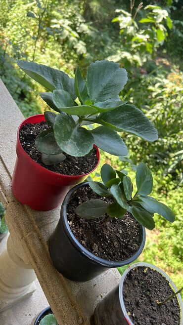 Otaq bitkiləri: Her biri ucuz kimete Gencededi catirma var size yaxin yere ancag — 17