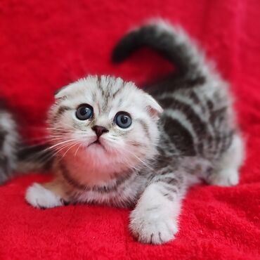 шотландка кошка: Скотиш Фолд (Шотландская вислоухая), 2 месяца, Мальчик