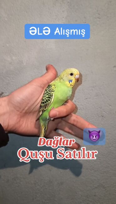 toz quşu: Cüt satisda. Disi el qusudu.tam sağlamdilar. Unvan sumqayit.unvandanda