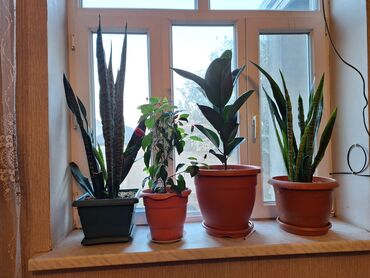 diffenbaxiya bitkisi haqqinda melumat: Otaq bitkiləri dəsti – pəncərə kənarı üçün dekorativ yaşıl kolleksiya