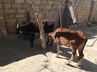 Qoruyucu plyonka və şüşələr: 2 ERKEY 1DİŞİ TAM SAĞLAM HEYVADI XAHİŞ OLNUR RİYAL ALCILAR NARAHAT