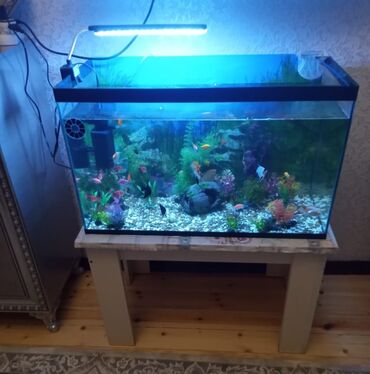 Akvariumlar: Dördbucaq akvarium, Balıqlarla birlikdə, 555 l