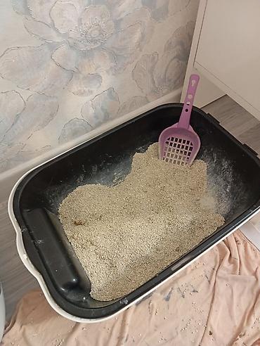 pisik cantası: Cinsi:Britsh shorthair. Cantası tek 170m da alınıb. Ev heyvanları — 5