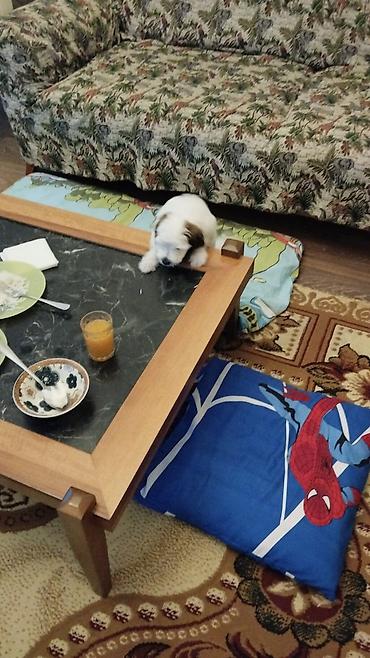 pekines it: - Şirin, balaca ölçülü ev itləri. Fotolarda fərqli balalar göstərilir — 5