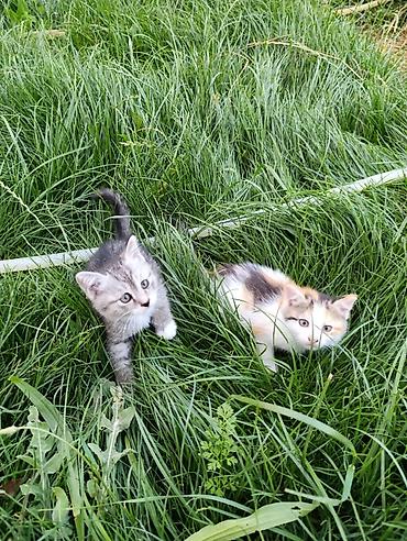 кошка породистые: Котята домашние, игривые и контактные. Описание: - Возраст примерно — 3