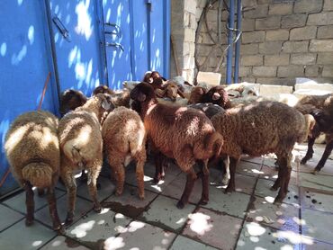 Ördəklər: Erkək, Qala, il: 1, 20 kq, Damazlıq, Ünvandan götürmə