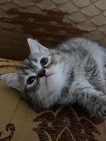 piwik satilir: SAHIBLENDIRILIR Wirin piwik balalari .Ana Persata kuce😏piwiyi.(Arada — 3